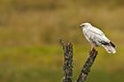 Leucistic Buzzard