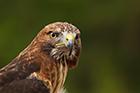 Buzzard