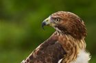 Buzzard