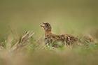 Grey Partridge