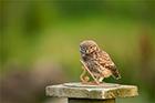 Little Owl