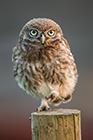 Little Owl