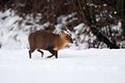 Muntjac Deer