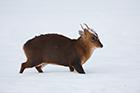 Muntjac Deer