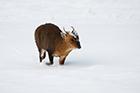 Muntjac Deer