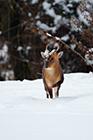 Muntjac Deer