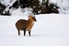 Muntjac Deer