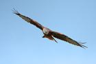 Red Kite