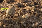 Red Legged Partridge