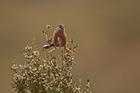 Dartford Warbler