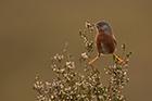 Dartford Warbler