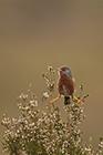 Dartford Warbler