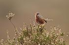 Dartford Warbler