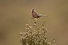 Dartford Warbler