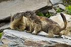 Love on the Rocks