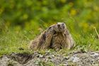 Marmot
