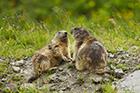 Marmot