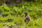 Marmot