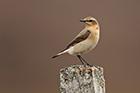 Northern Wheatear