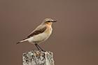 Northern Wheatear