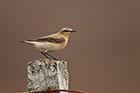 Northern Wheatear