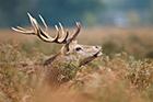 Red Deer Stag