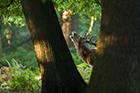 Red Deer