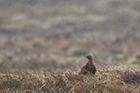 Red Grouse