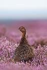 Red Grouse