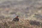 Red Grouse