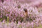 Red Grouse