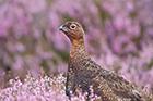 Red Grouse