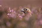 Red Grouse