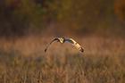 Short Eared Owl
