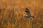 Short Eared Owl