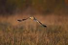 Short Eared Owl