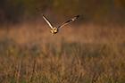 Short Eared Owl