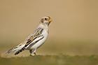 Snow Bunting