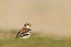 Snow Bunting