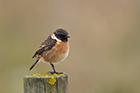 Stonechat