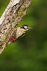 Great Spotted Woodpecker