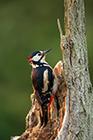 Great Spotted Woodpecker