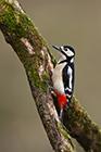 Great Spotted Woodpecker