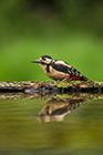 Great Spotted Woodpecker