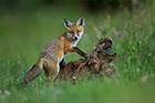 Red Fox Cub