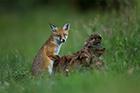 Red Fox Cub