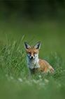 Red Fox Cub