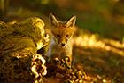 Red Fox Cub