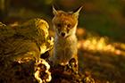 Red Fox Cub