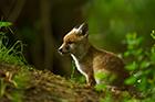 Red Fox Cub